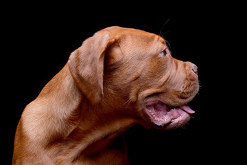 Portrait of an adorable Dogue de Bordeaux