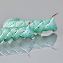 tobacco hornworm Manduca sexta on moonflower leaf.