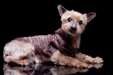 Studio shot of a blind Yorkshire terrier