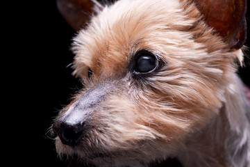 Portrait of a blind Yorkshire terrier