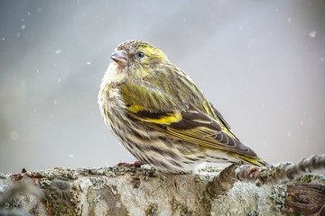 Erlenzeisig,Carduelis spinus, Vogelart,Carduelinae