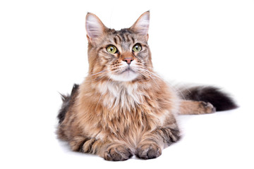 Obraz premium Studio strzałów z uroczą pręgowaną kotką