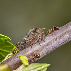periodical cicada on leaf