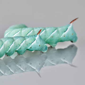 tobacco hornworm Manduca sexta on moonflower leaf.