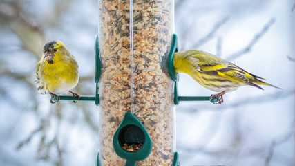 Erlenzeisig,Carduelis spinus, Vogelart,Carduelinae
