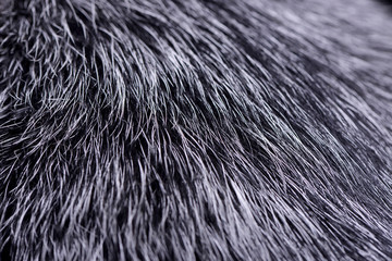 Close shot of an Australian Cattle Dog's hair