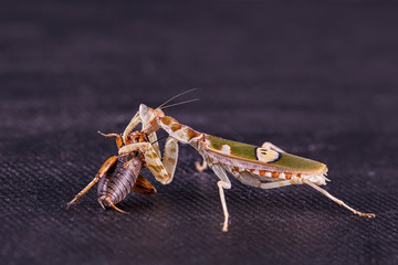 Mantis Creobroter gemmatus fertilized female