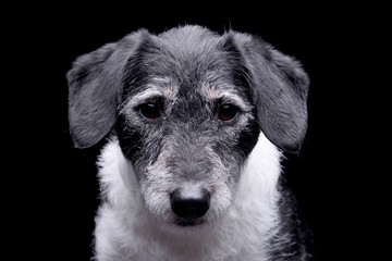 Fototapeta premium Portrait of an adorable mixed breed dog