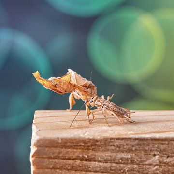 Ghost mantis Phyllocrania paradoxa - African predatory insect