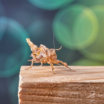 Ghost mantis Phyllocrania paradoxa - African predatory insect