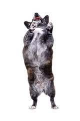 An adorable mixed breed dog standing on hind legs