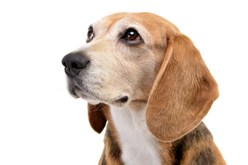 Portrait of an adorable Beagle