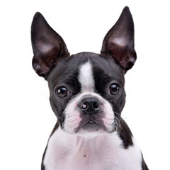 Portrait of an adorable Boston Terrier