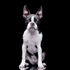 Studio shot of an adorable Boston Terrier