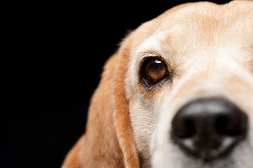 Close portrait of an adorable Beagle