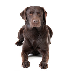 Studio shot of an adorable Labrador retriever