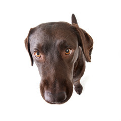 Close shot of an adorable Labrador retriever