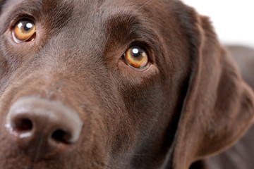 Close portrait of an adorable Labrador retriever
