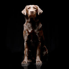 Fototapeta na wymiar Studio shot of an adorable Labrador retriever