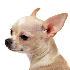 Portrait of an adorable Chihuahua