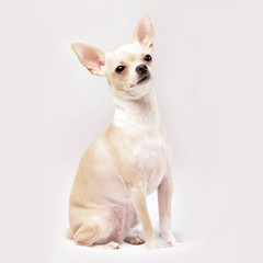 Studio shot of an adorable Chihuahua