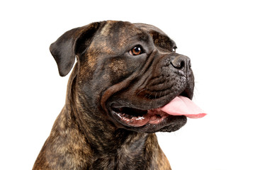 Portrait of an adorable Bull mastiff