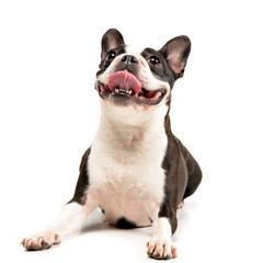 Fototapeta premium Studio shot of an adorable Boston Terrier