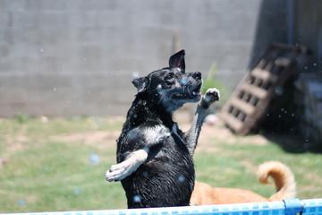 Agua y perro