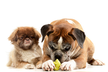 Studio shot of an adorable Pekingese and a Boxer