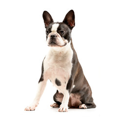 Studio shot of an adorable Boston Terrier