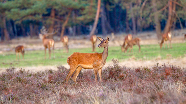 Grofwild op de Veluwe 2018