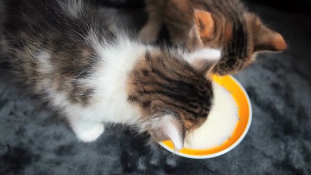 First kittens feeding. Little kittens drinking milk from the saucer Two cute kittens first time on their own try milk from a plate.