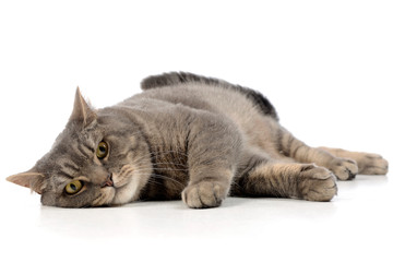 Studio shot of an adorable tabby cat