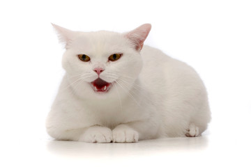 Studio shot of an adorable domestic cat
