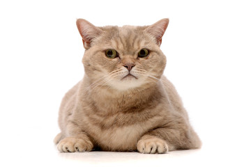 Studio shot of an adorable domestic cat