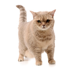 Obraz premium Studio shot of an adorable domestic cat