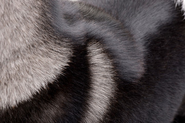 Close shot of an american Akita's coat