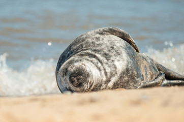 contented sleeping seal pup on a sandy beach