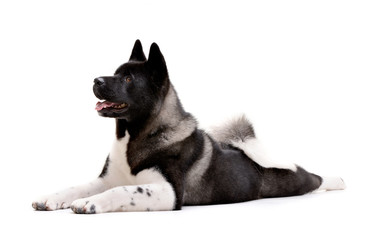 Studio shot of an adorable american Akita