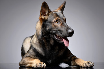 Studio shot of an adorable German shepherd