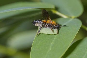 Close-up Leafcutter Bee (genus Megachile) cutting green leaf with nature background, leafcutter bee...
