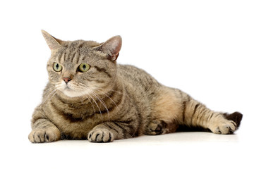 Studio shot of an adorable tabby cat