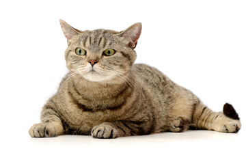 Studio shot of an adorable tabby cat