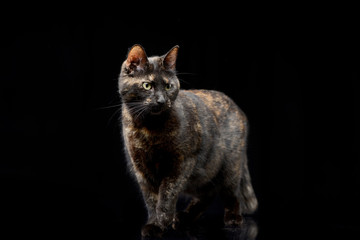 Studio shot of an adorable domestic cat