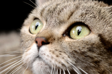 Portrait of an adorable tabby cat