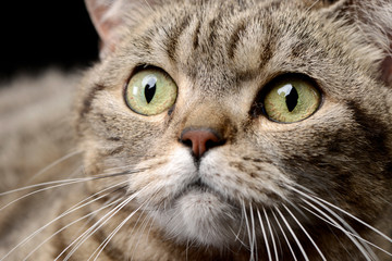 Portrait of an adorable tabby cat