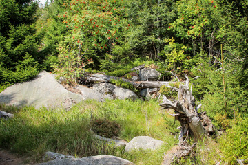 Landschaft im Harz, Felsen, Bäume, Wege