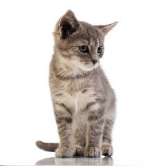 Studio shot of an adorable domestic kitten