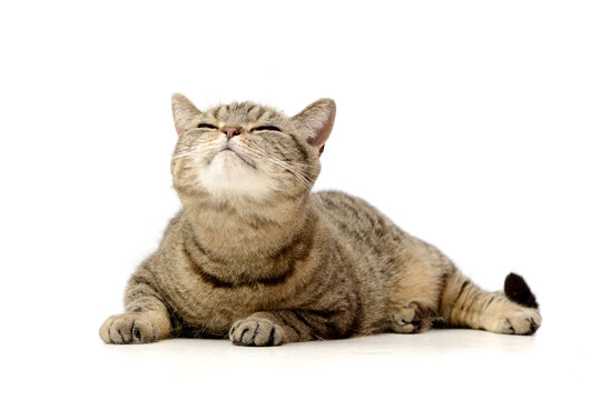 Studio shot of an adorable tabby cat
