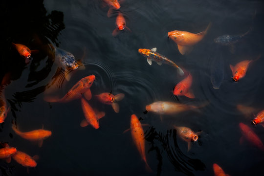 Group of goldfish swimming in a pond.